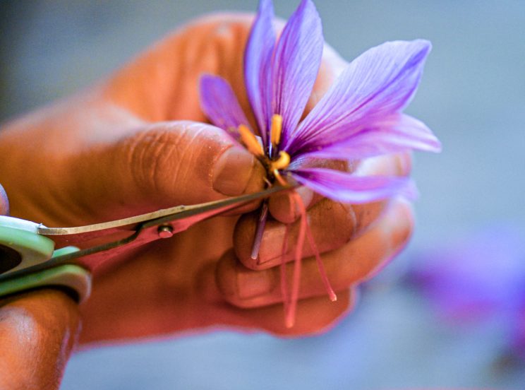 Emondage d'une fleur de crocus sativus
