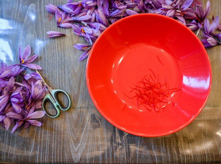 table à émonder chargée de fleurs de crocus sativus avec une assiette rouge.