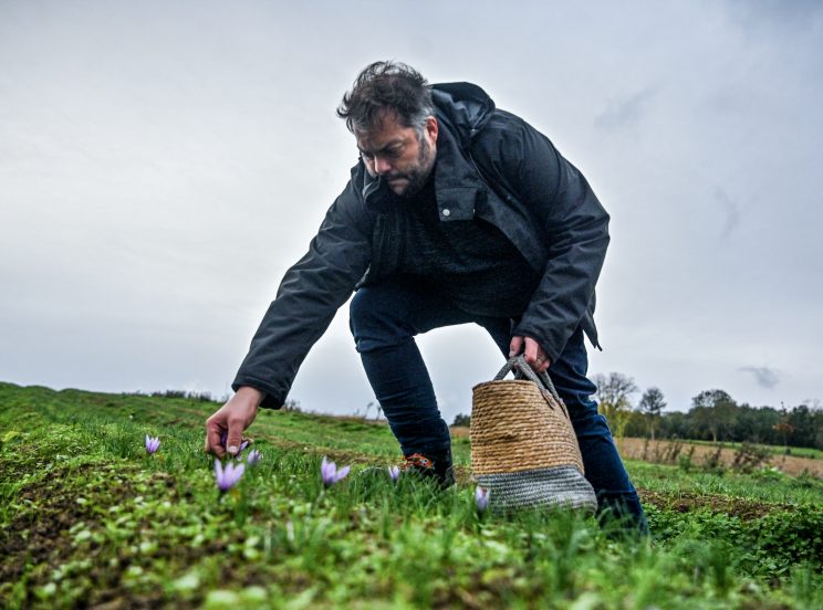 cueillette des premières fleur de crocus sativus par MOLLE Ludovic
