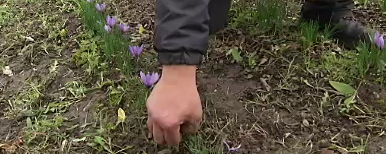 cueillette d'une fleur de crocus de sativus